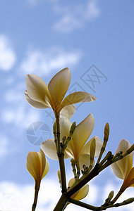 鲜花花瓣异国情调背光叶子植物气味香气天蓝色图片