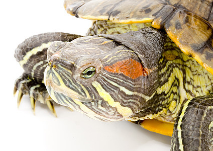 普塞德米斯编剧乌龟野生动物绿色爬行动物鲇鱼生物爬虫眼睛受保护动物图片
