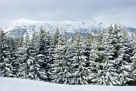 冻结森林公园树木暴风雪季节天气粉末针叶松树降雪旅行图片