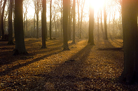 树林沙都棕色老板黄色涂鸦阴影日落叶子树木阳光图片