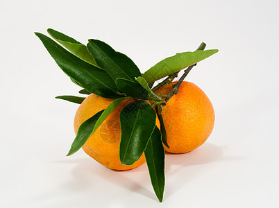 近交针树叶橙子肉质绿色叶子水果维生素网状枝条果汁图片
