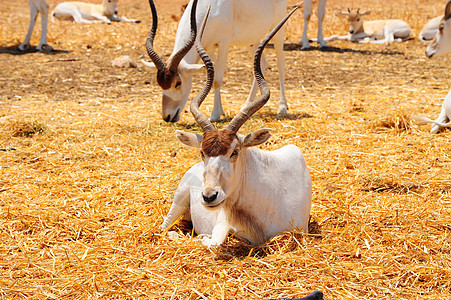 添加器哺乳动物牧场内存羚羊荒野动物动物群野生动物山羊食草图片
