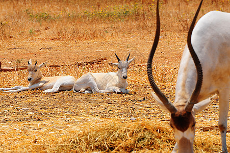 添加器野生动物动物荒野羚羊哺乳动物食草动物群喇叭牧场山羊图片