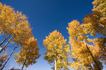 木笔树蓝色黄色季节性树木白杨树天空图片
