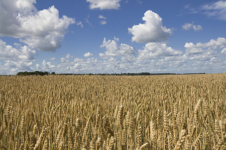 小麦天气场地金子蓝色商业收获干草稻草面包食物图片