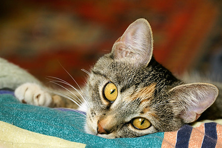 第1类灰色宠物小猫生活条纹眼睛金子宏观晶须鼻子图片