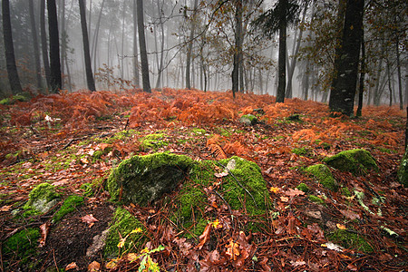 秋季风景孤独场景阳光分支机构环境季节地球树木叶子国家图片
