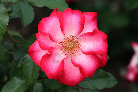 美丽的粉红白玫瑰花花语玫瑰花园白色香味芳香红色粉色花瓣图片