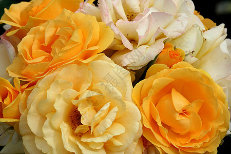 一群漂亮的黄玫瑰图片