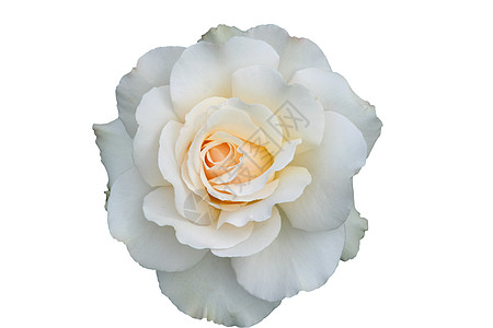 白色玫瑰花语单白玫瑰 孤立背景