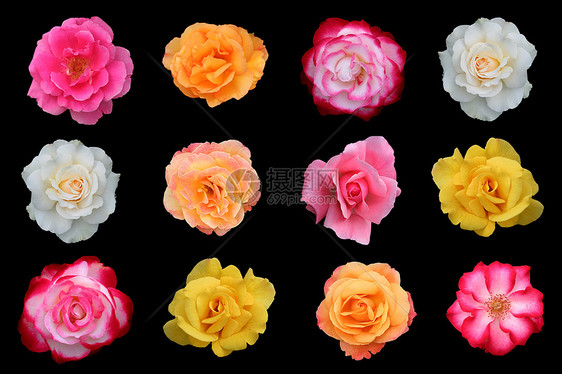 美丽玫瑰花的集合粉色花朵红色橙子白色黑色团体花瓣玫瑰黄色图片