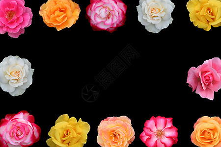 美丽玫瑰花的集合白色花朵玫瑰橙子粉色花瓣花语黑色黄色芳香图片