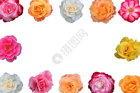 美丽玫瑰花的集合粉色花语红色花朵黄色花瓣橙子团体香味玫瑰图片