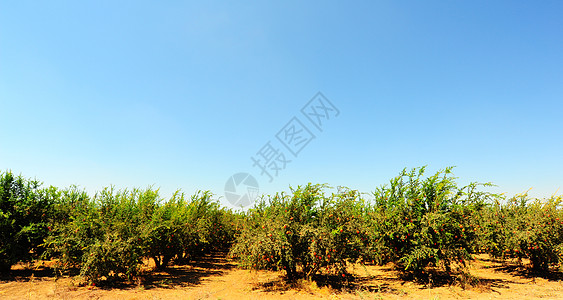 红石榴果园花园植物食物收成石榴乡村季节植物学水果图片