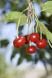树上多汁的樱桃宏观枝条季节浆果水果团体植物果园养分叶子图片