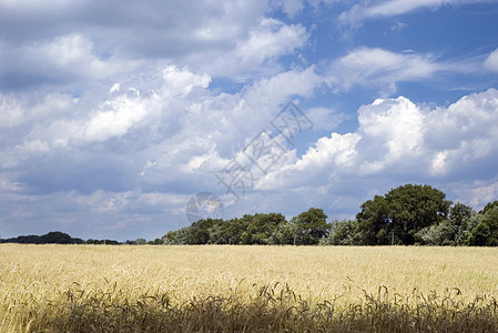 小麦田和蓝天地平线场景农村土地植被风景生长农场阳光小麦图片