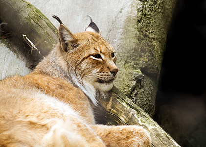 欧亚lynx Lynx Lynx荒野动物山猫耳朵黄褐色晶须野猫哺乳动物猫科毛皮图片