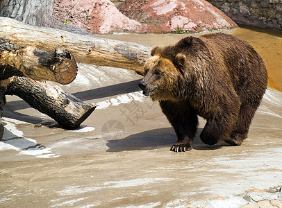 棕熊力量棕色野生动物毛皮危险鼻子荒野哺乳动物动物园眼睛图片