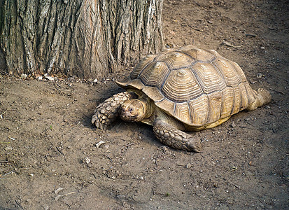 加拉帕戈斯巨龟动物园龟甲爬虫生态动物灰色荒野乌龟公园野生动物图片