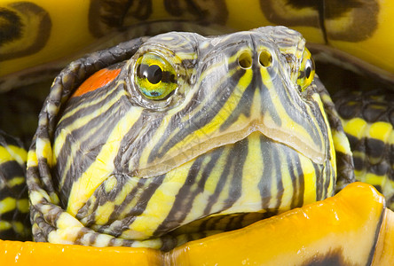 普塞德米斯编剧野生动物眼睛绿色生物受保护动物乌龟爬虫爬行动物鲇鱼图片