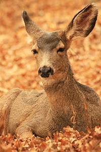 Doe Mule 鹿母鹿野生动物栖息地动物群大尾动物图片
