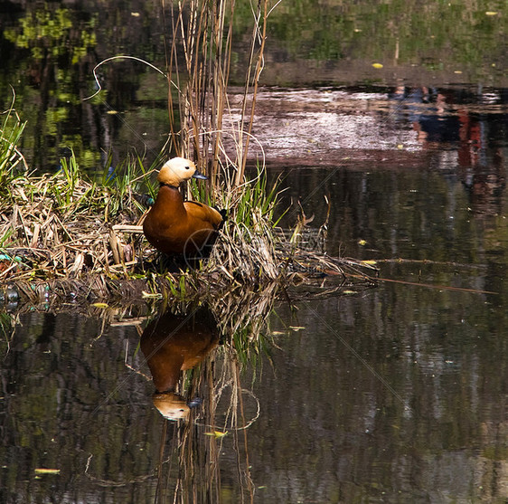 橙鸭在水中反射图片
