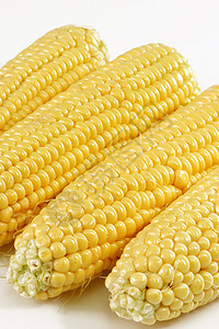 玉米作物黄色蔬菜棒子食物植物图片