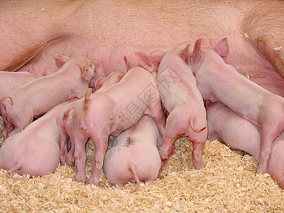 饥饿小猪家庭母亲生长吮吸鼻子山雀生活乳房猪肉团体图片