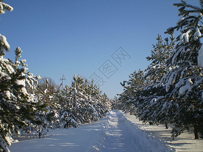 冬天 道路 fir树图片