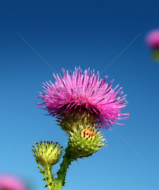 花粉色植物宏观蓝色天空药品问候语紫色草本植物图片