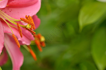 粉色 Lily 闭合叶子宏观花瓣植物群雌蕊植物学花粉植物百合花园图片