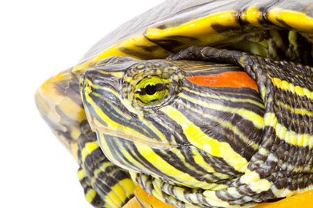 普塞德米斯编剧绿色眼睛鲇鱼野生动物爬行动物动物生物乌龟爬虫受保护图片