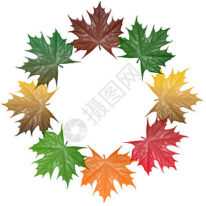 金秋假黄色叶子环境树叶季节绿色红色背景图片