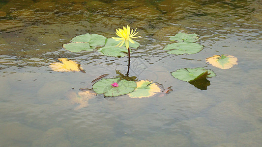 水百里阳光蓝色池塘百合公园场景花瓣植物花园生长图片