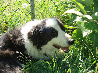 边边框collie牧羊犬猎犬羊犬图片