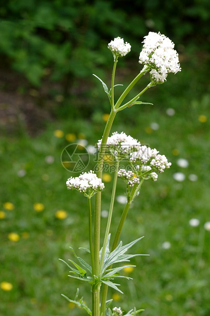 瓦勒里亚语Name草药草本植物草本植物叶子树叶药品绿色图片