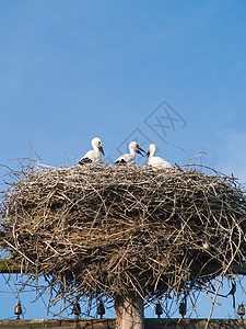 斯沃克家族柳条鸟巢家庭野生动物动物羽毛天空夫妻生态飞行图片