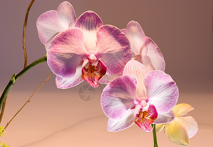 阴阳性异国叶子花园礼物美丽情调花瓣热带粉色植物学图片