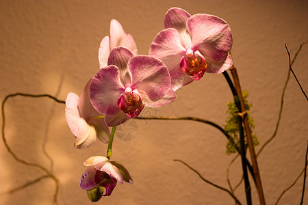 阴阳性热带植物礼物叶子美丽植物学花园异国兰花情调图片