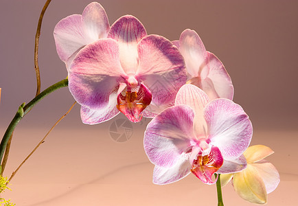 阴阳性植物学礼物叶子情调美丽热带兰花植物异国花园图片