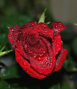 玫瑰植物群红玫瑰寂寞水分背景图片