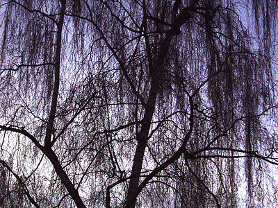 裸露的树 没有叶子小枝天空枝条树冠桦木分支机构图片