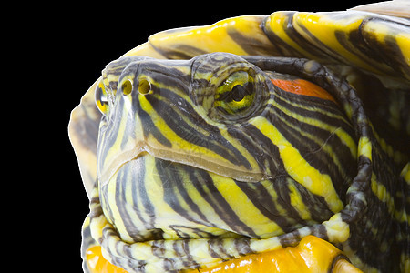 普塞德米斯编剧乌龟爬行动物生物野生动物受保护鲇鱼动物眼睛绿色爬虫图片