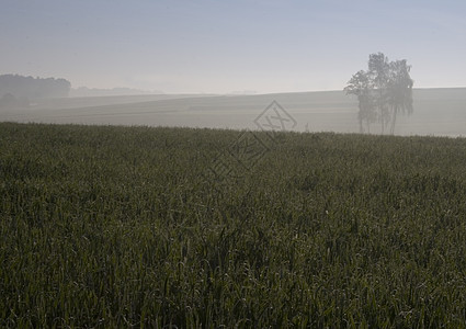 日出绿小麦天空农场田园场景场地季节园景农业阳光太阳图片