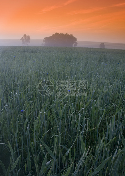 日出绿小麦风景阳光橙子季节紫色田园场地园景农业天空图片