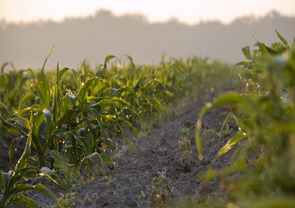 波兰南部的绿色玉米场地消失风光植物阴影风景农业场景谷类条纹图片