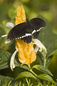 蝴蝶黑色植物白色区系花朵植被绿色动物群昆虫荒野图片