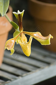 兰花绿色花朵植被植物黄色花瓣区系背景图片
