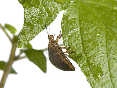 植物上的虫虫甲虫荒野昆虫季节生物学森林植物学生长宏观漏洞图片