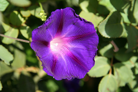 紫花朵花束绿色花粉叶子宏观美丽花园紫色植物群季节图片
